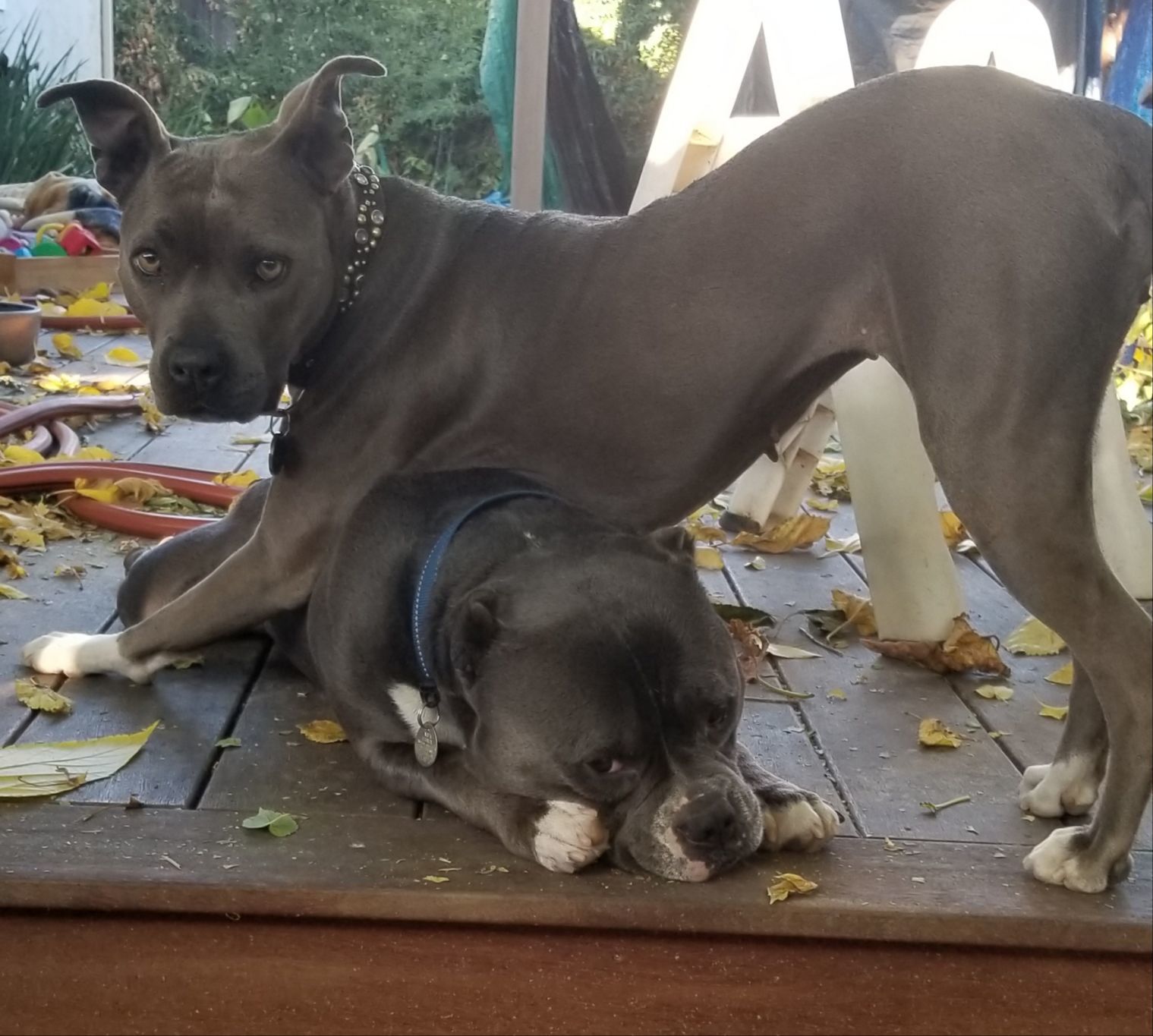 Alana and Bubba